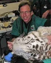 Dr. Robert Baratt wearing a green veterinary scrub top, attending to an anesthetized white tiger in a clinical setting.