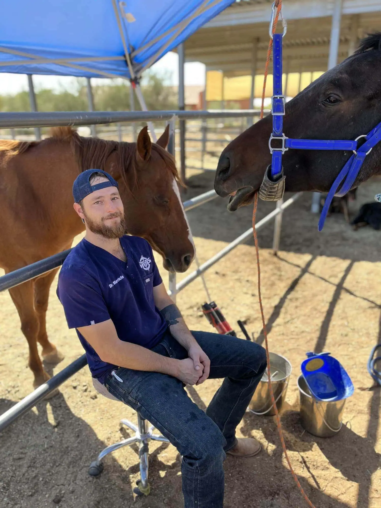 Dr. Michael Marricle seated outdoors beside two horses during an equine dental procedure under a shade structure.