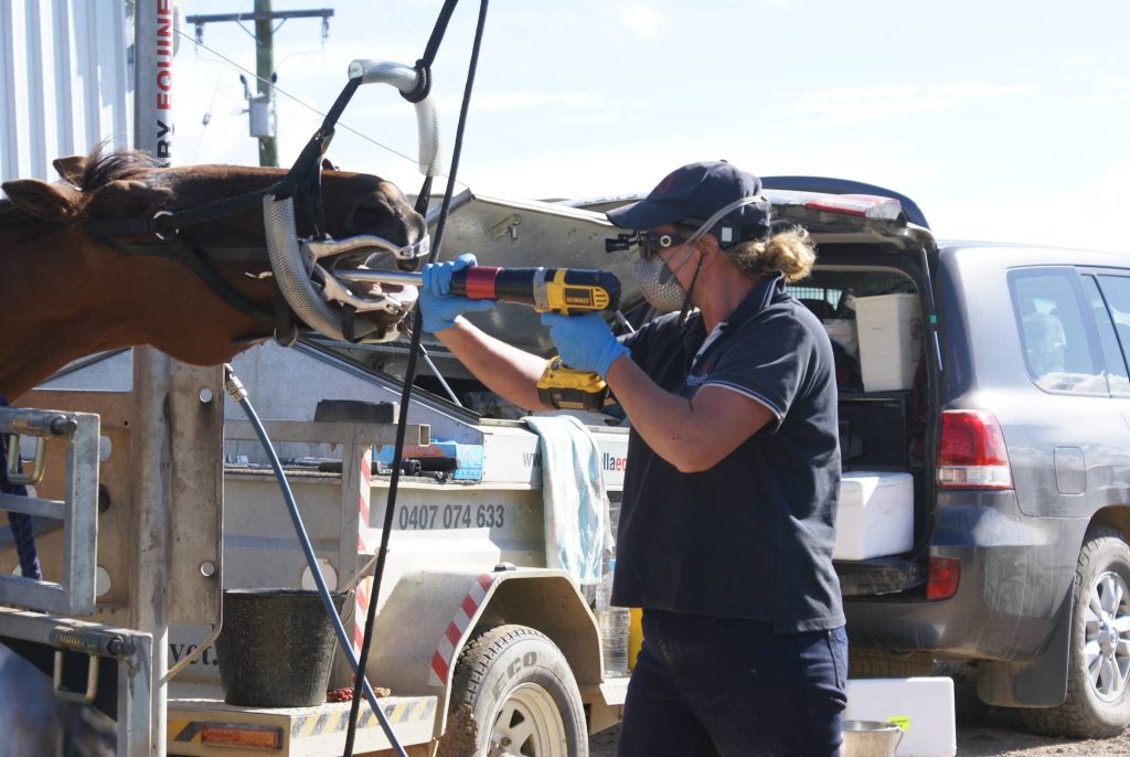 Equine veterinarian using a power float tool to perform a dental procedure on a sedated horse at an outdoor mobile clinic.