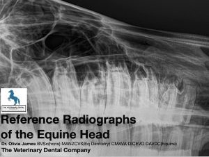 Equine head radiograph image used for veterinary dental education reference guide