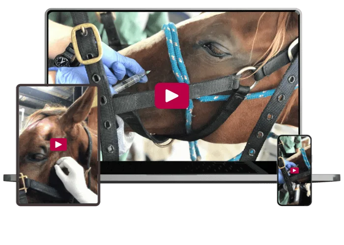 horse being injected into its nerve