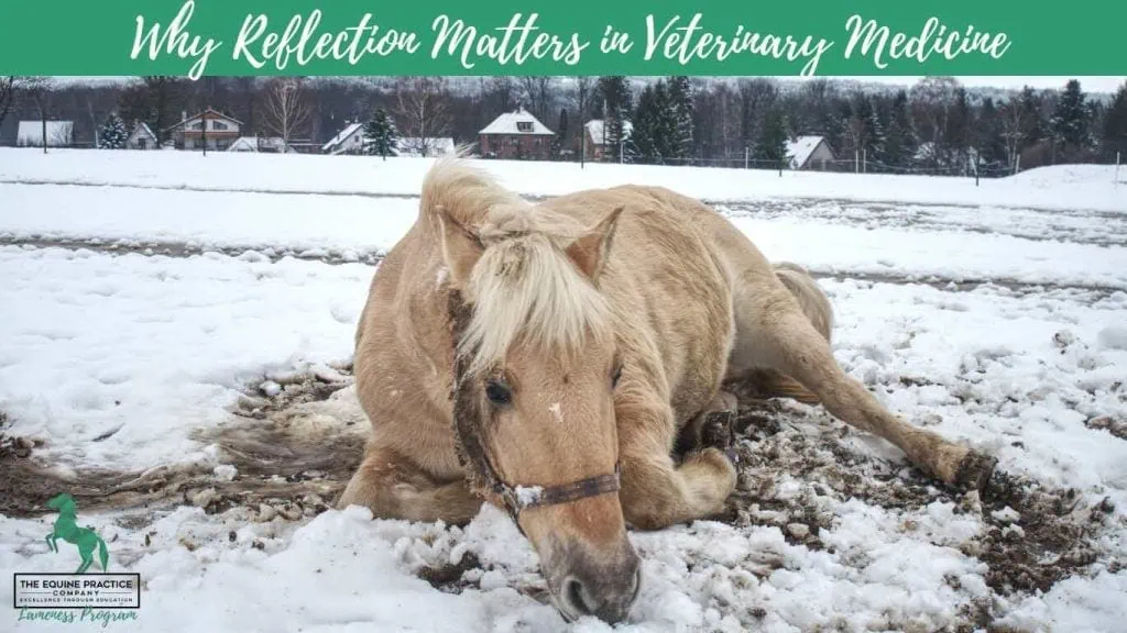 horse lying in the snow looking bored