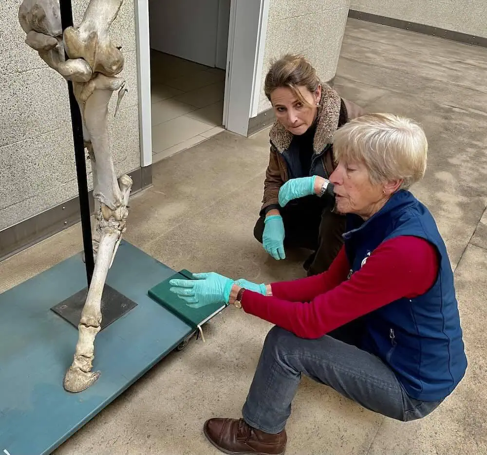 international lameness speaker and expert dr sue dyson teaching a veterinarian about a horse leg