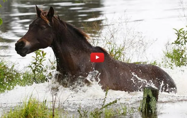 horse in flood waters