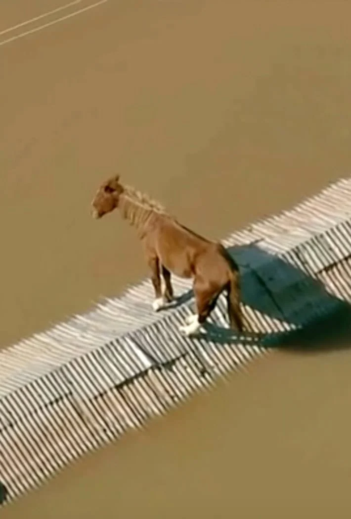 strandard horse on top of house