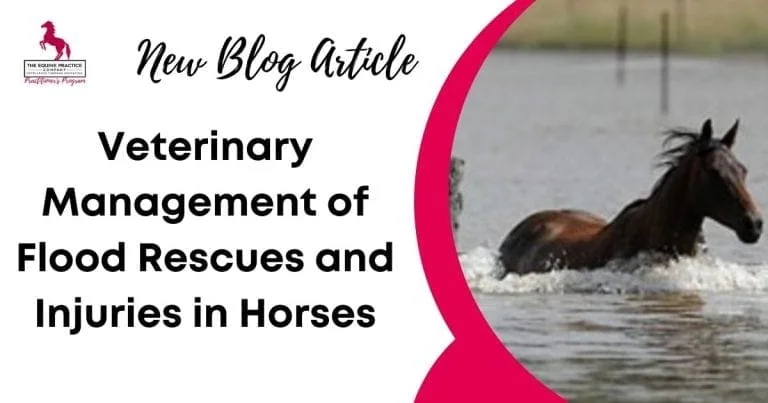 Promotional blog image showing a horse wading through floodwater next to a title about veterinary management of flood rescues and injuries in horses