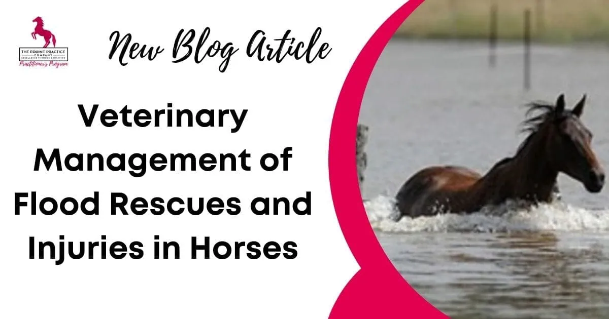 Promotional blog image showing a horse wading through floodwater next to a title about veterinary management of flood rescues and injuries in horses