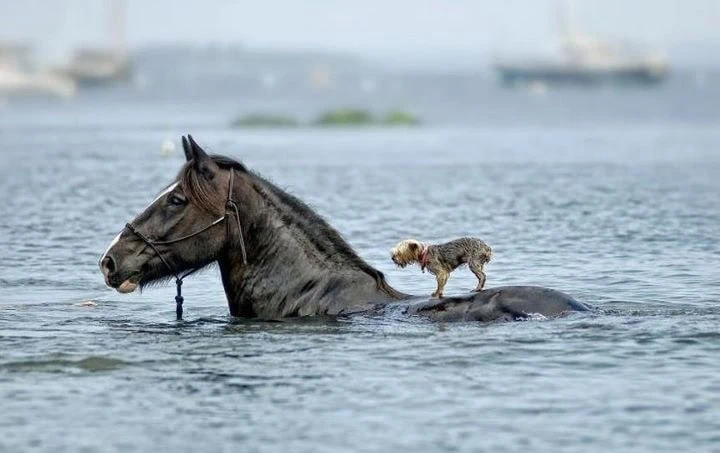 horse-almost-drowning-in-flood