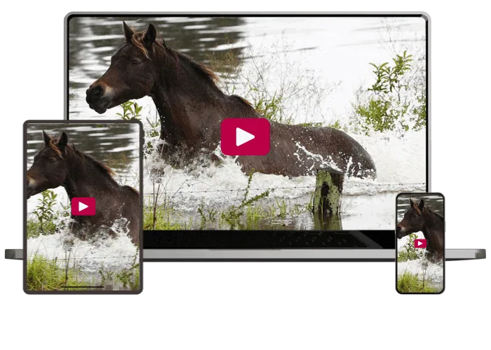 horse in floodwaters