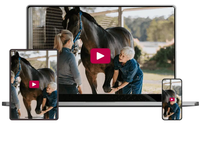 lameness-investigation-with-dr-sue-dyson