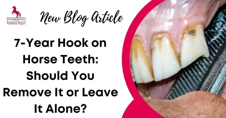 Close-up of horse incisors showing a 7-year hook with blog title discussing dental care options.