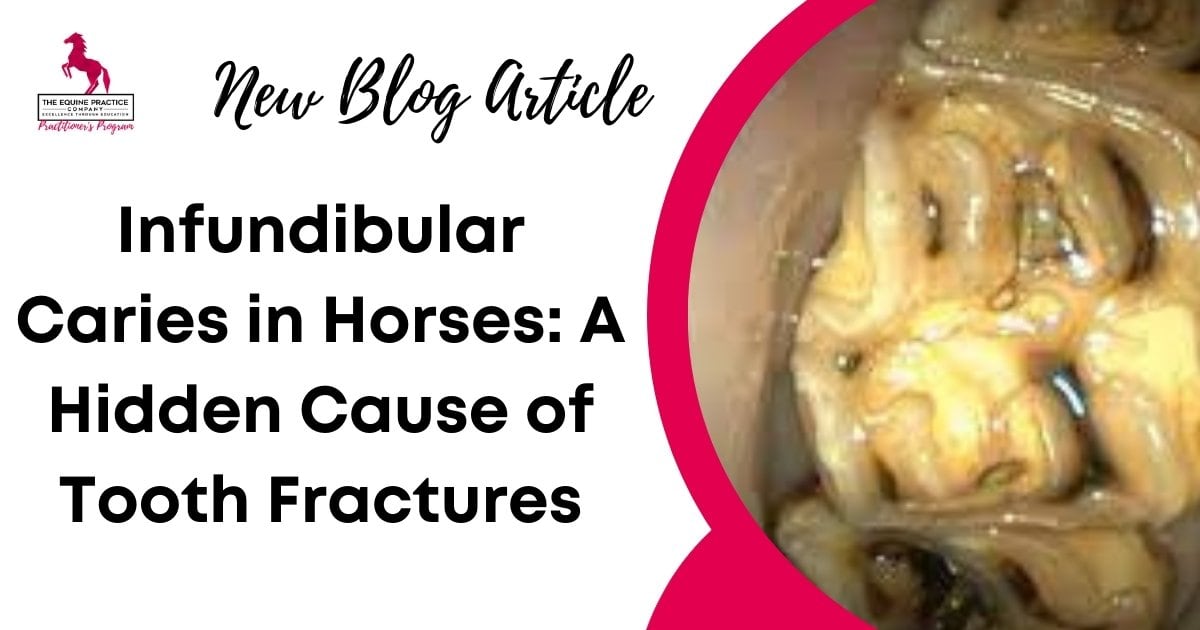 Promotional blog image titled "Infundibular Caries in Horses: A Hidden Cause of Tooth Fractures" featuring an equine dental photo and The Equine Practice logo