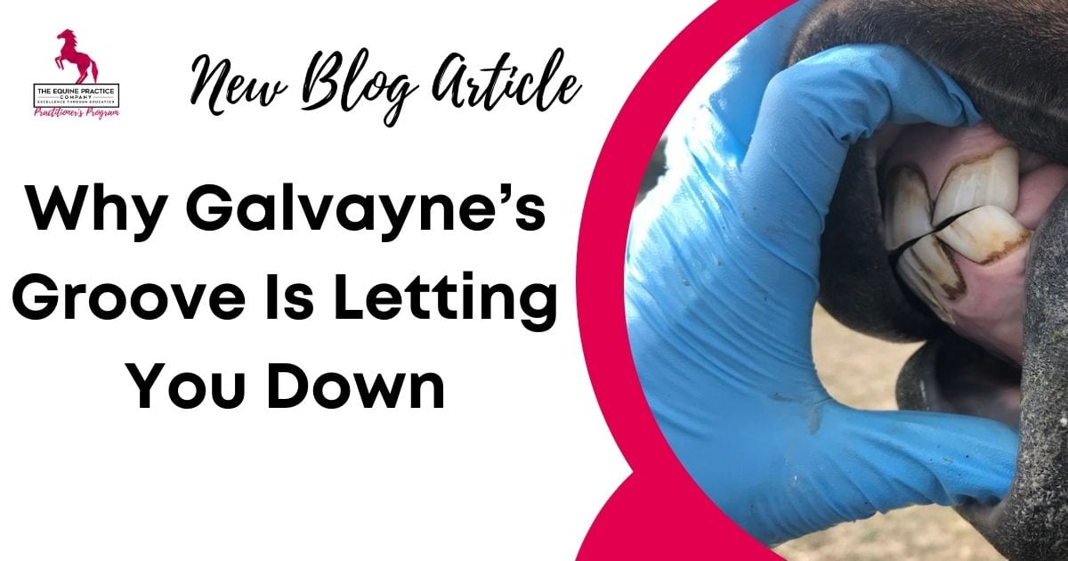Equine dental blog image featuring a horse’s upper corner incisor being examined with gloved hands, titled “Why Galvayne’s Groove Is Letting You Down”