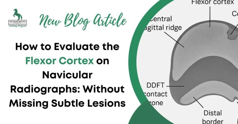 Equine Practice Company blog cover image showing labeled navicular bone anatomy with a focus on the flexor cortex.