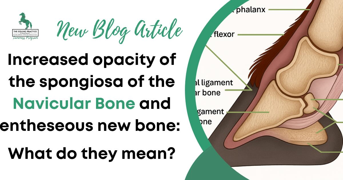 Equine navicular bone anatomy diagram with blog title discussing increased opacity and enthesious new bone.