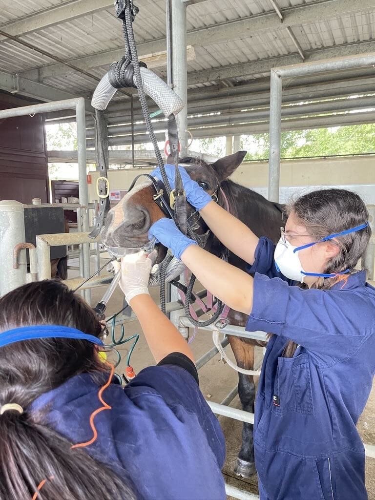 Veterinary students performing a dental procedure on a horse using sedation and dental tools in a clinical setting.