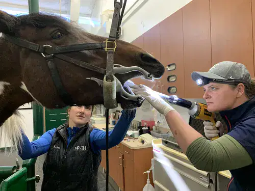 Equine veterinarian Michele Roseburg performing a dental examination on a sedated horse with the assistance of a veterinary technician.