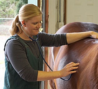 Veterinarian Miranda Noseck using a stethoscope to examine a horse inside a barn.