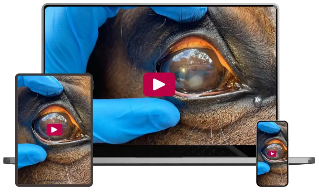 Corneal Ulcers
