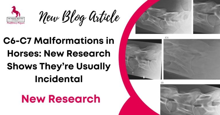 C6-C7 Malformations in Horses: New Research Shows They’re Usually Incidental