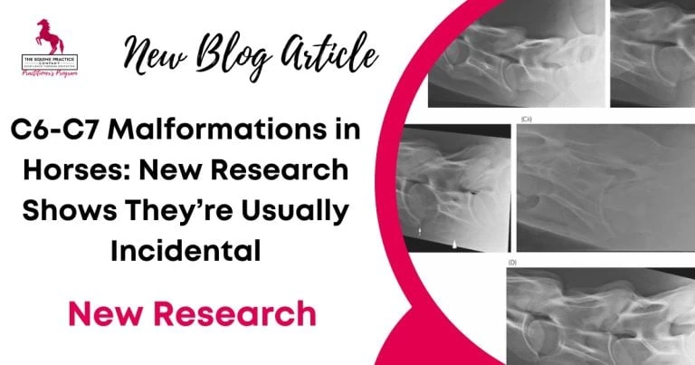 C6-C7 Malformations in Horses: New Research Shows They’re Usually Incidental
