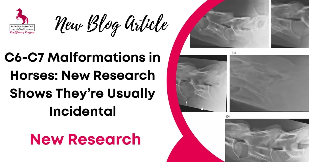 C6-C7 Malformations in Horses: New Research Shows They’re Usually Incidental