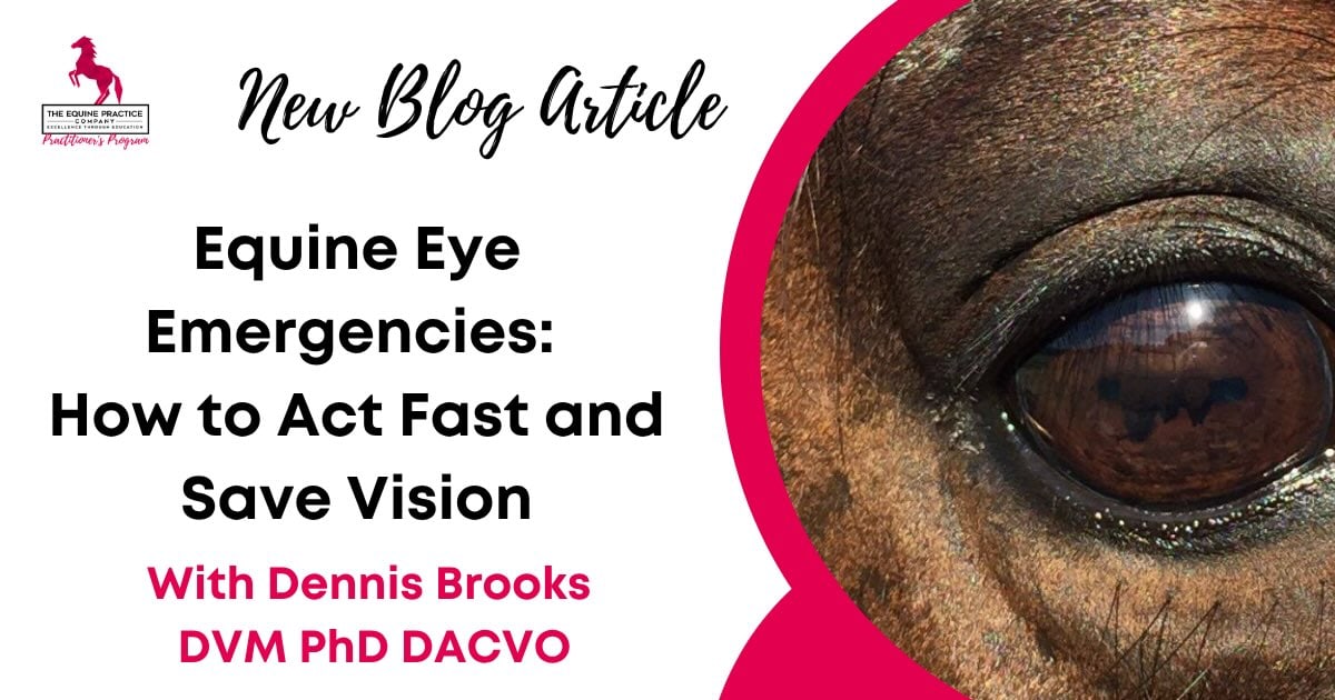 Equine Eye Emergencies: How to Act Fast and Save Vision