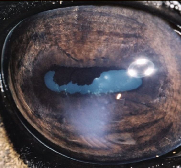 Close look of an uveitis in a horse eye