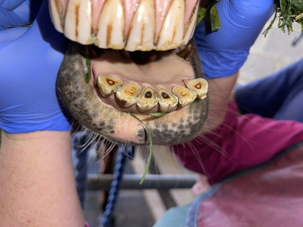 occlusal surface equine incisor teeth for aging