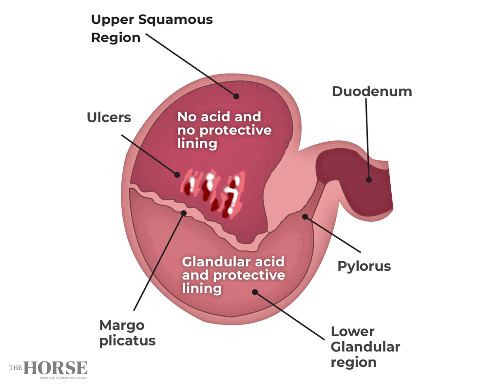 Graphic promoting a blog article about diagnostic innovations and equine gastric ulcer syndrome (EGUS) management in horses.