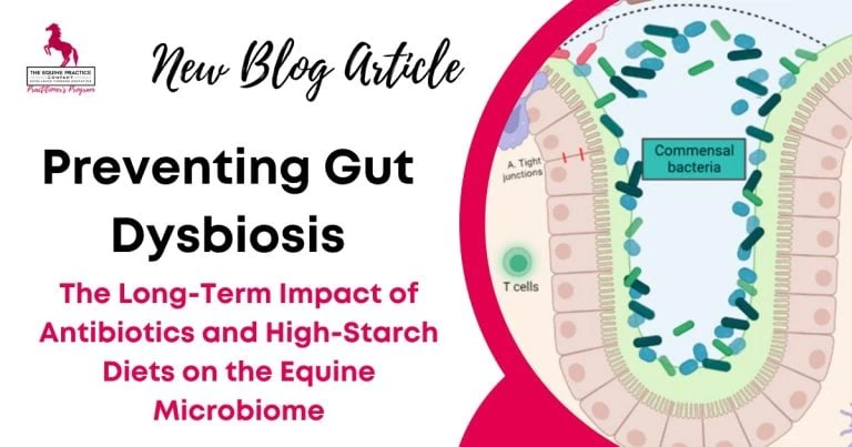 Graphic promoting a blog article about preventing equine gut dysbiosis and the effects of antibiotics and high-starch diets on the horse microbiome.