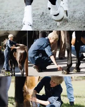 Collage of equine lameness assessment showing a horse in motion, veterinarian palpating the back, examining hooves, and inspecting the lower leg