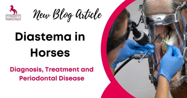 Diastema in Horses
