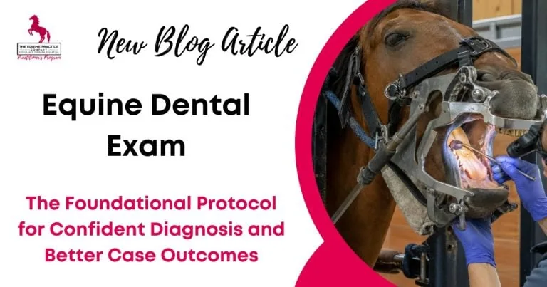 Equine Dental Exam
