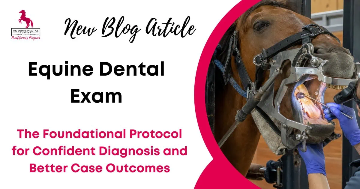 Equine Dental Exam