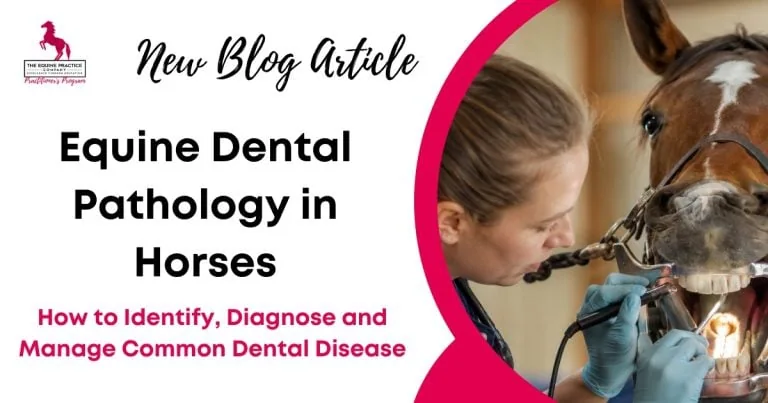 Equine Dental Pathology in Horses