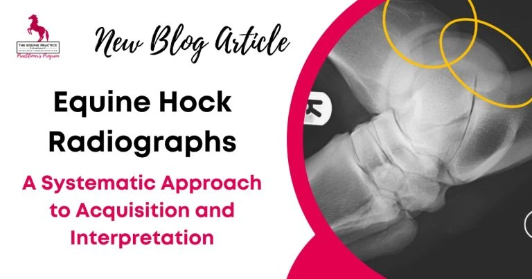Equine hock radiograph illustrating a systematic approach to acquisition and interpretation